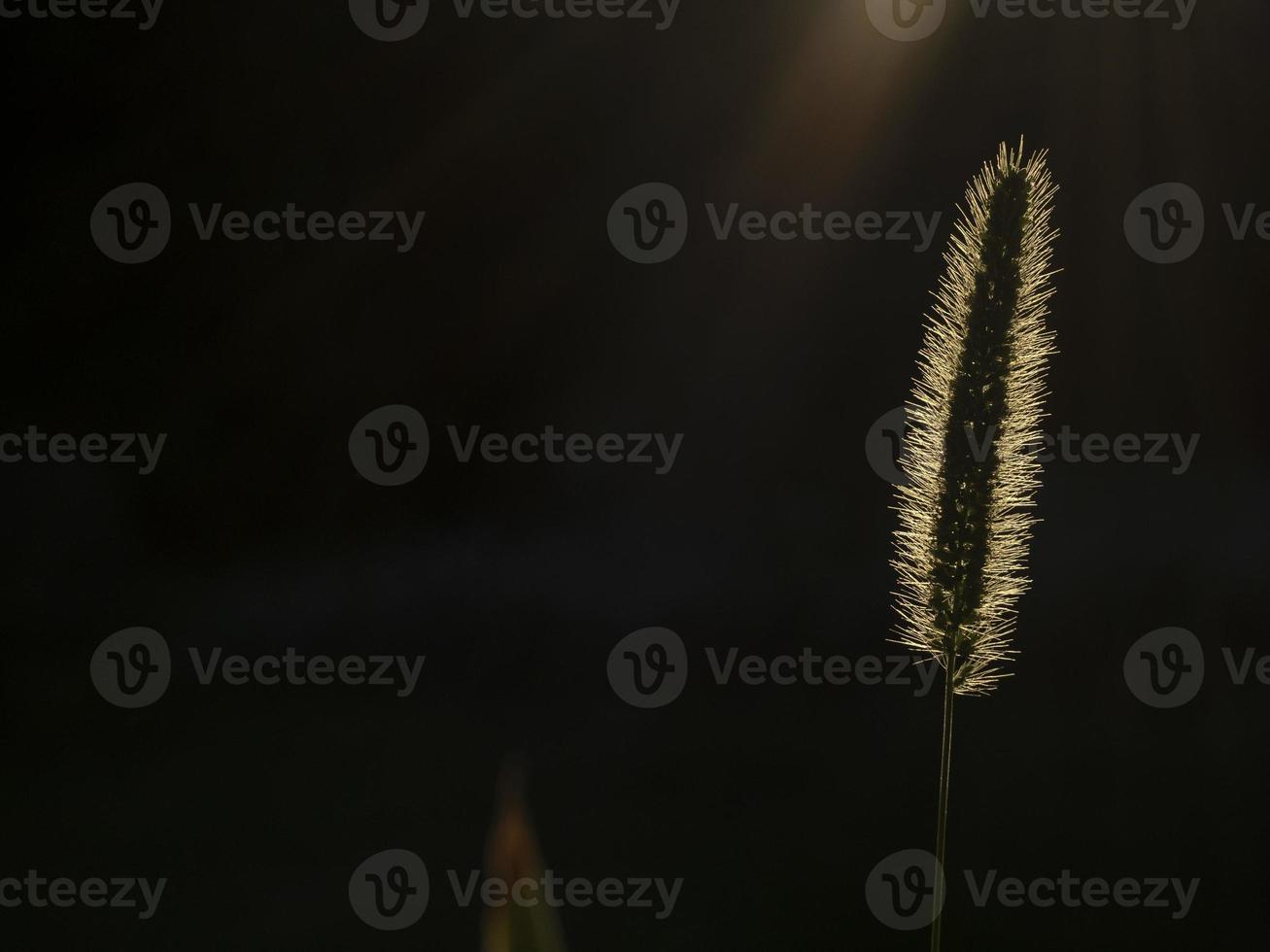 grass spike in the black background in the sun light photo