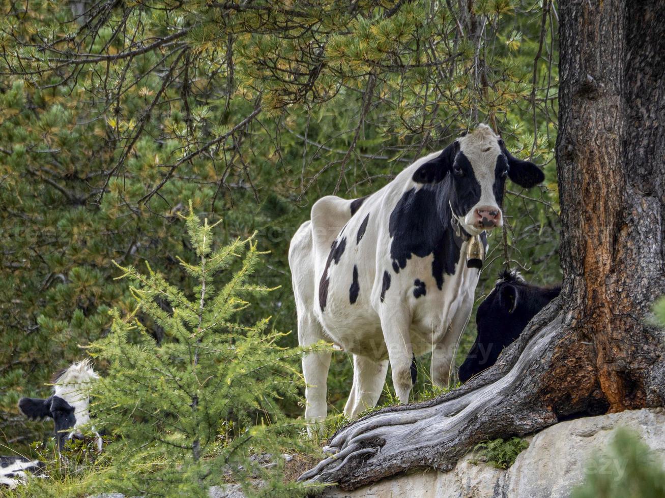 Cow relaxing in dolomites photo