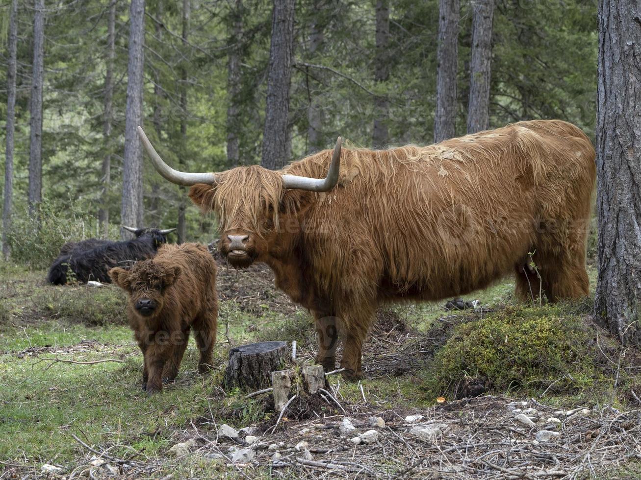 highlander escocia vaca peluda madre y bebé ternero recién nacido foto