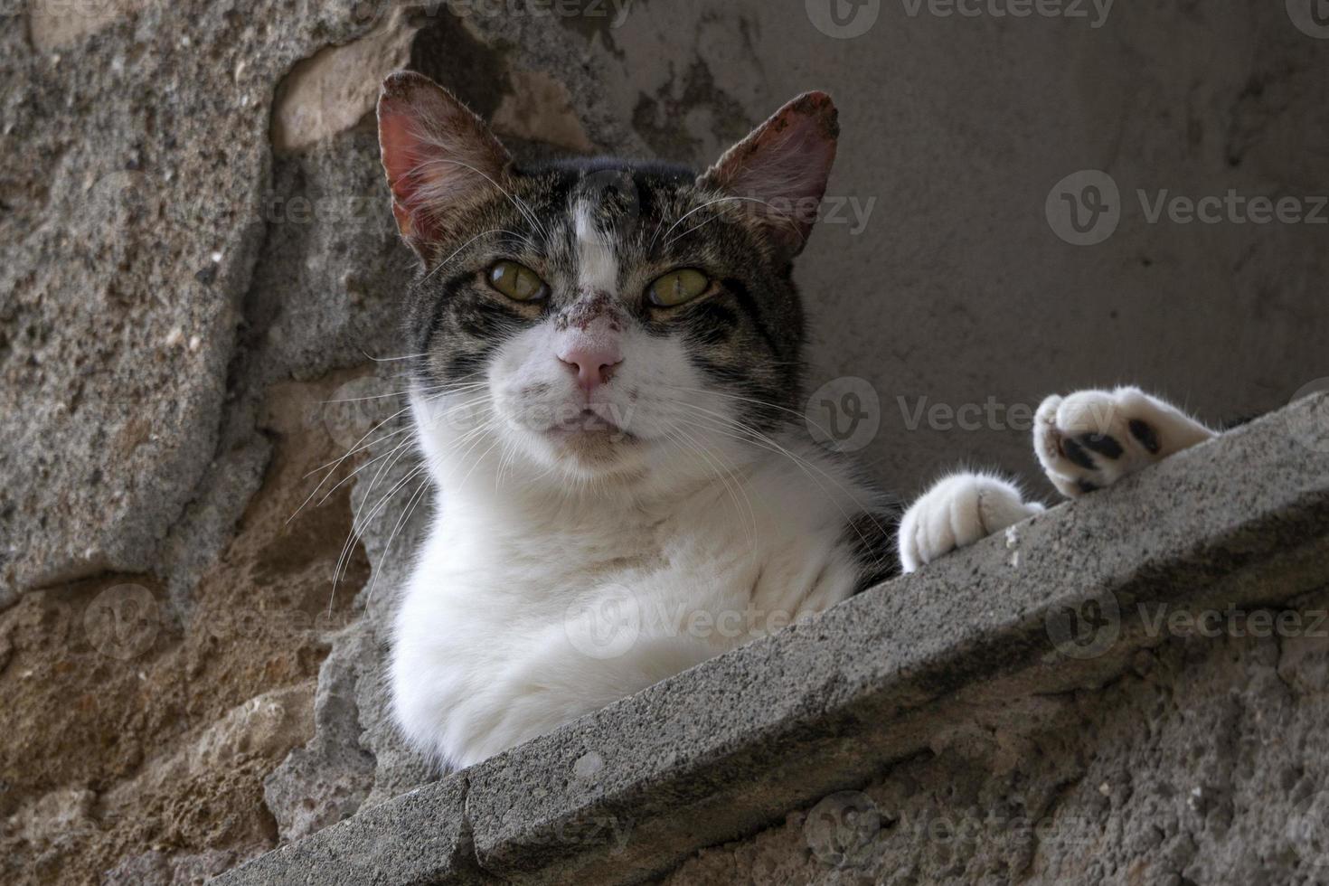 gato en la ventana relajándose en roma mirándote foto