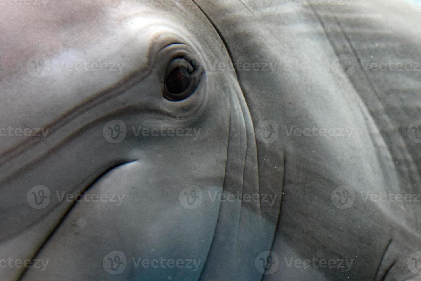 dolphin close up portrait detail while looking at you photo