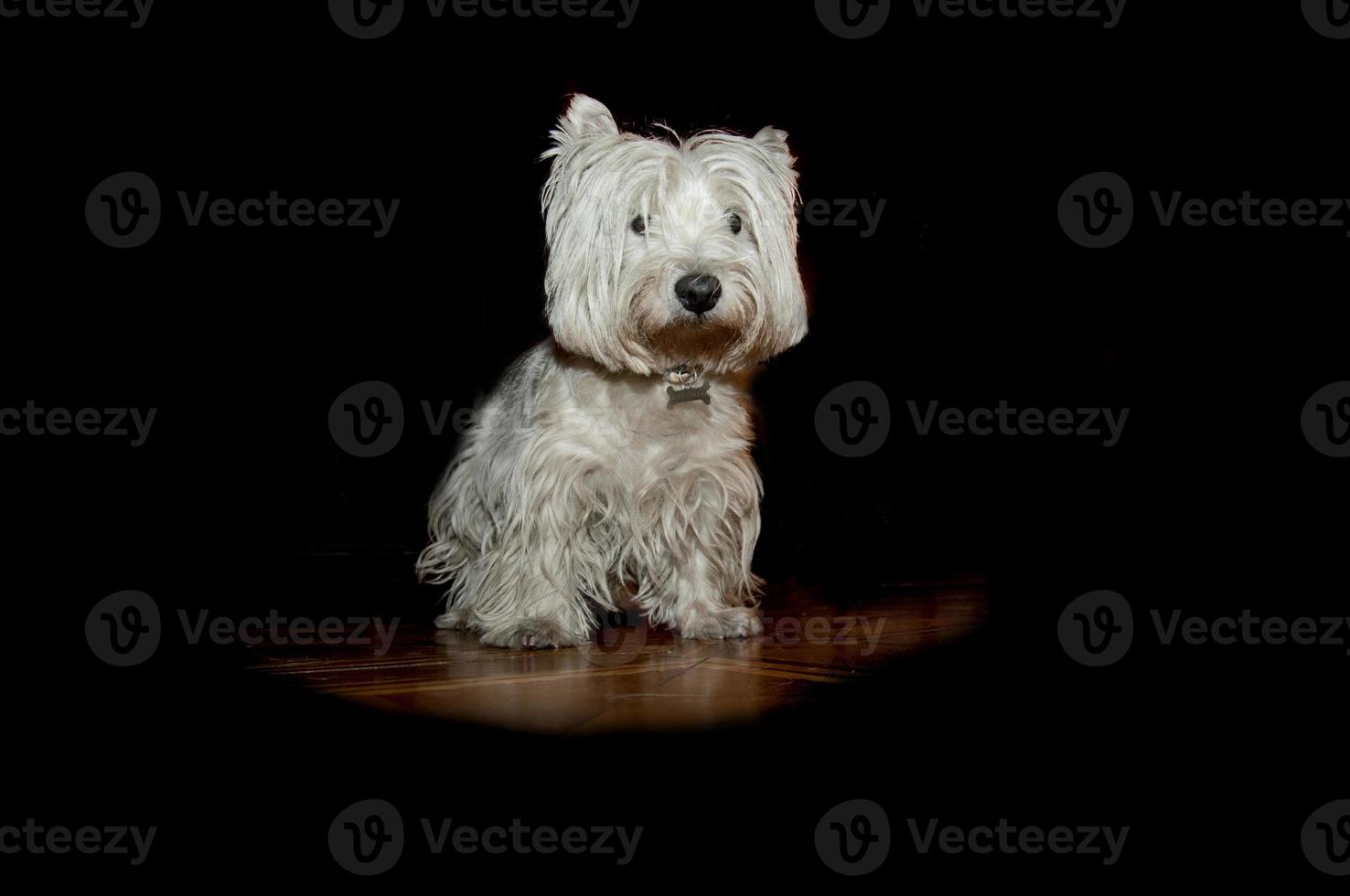 Isolated jack russel dog looking at you in the black background photo