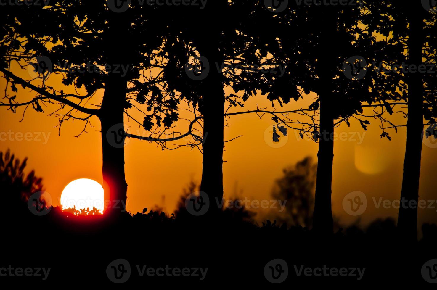 Sun rising over black trees silhouette photo