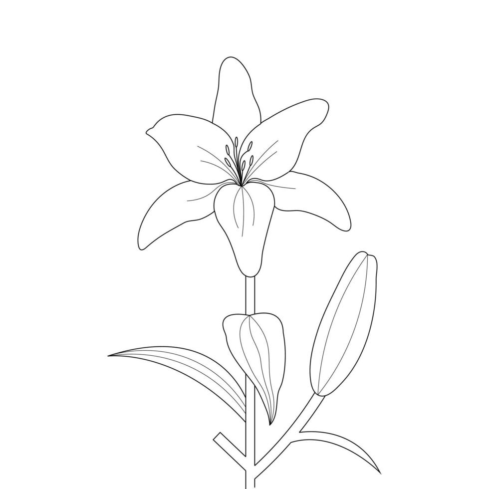 Lily Flower Coloring Page And Book Hand Drawn Line Art Illustration vector