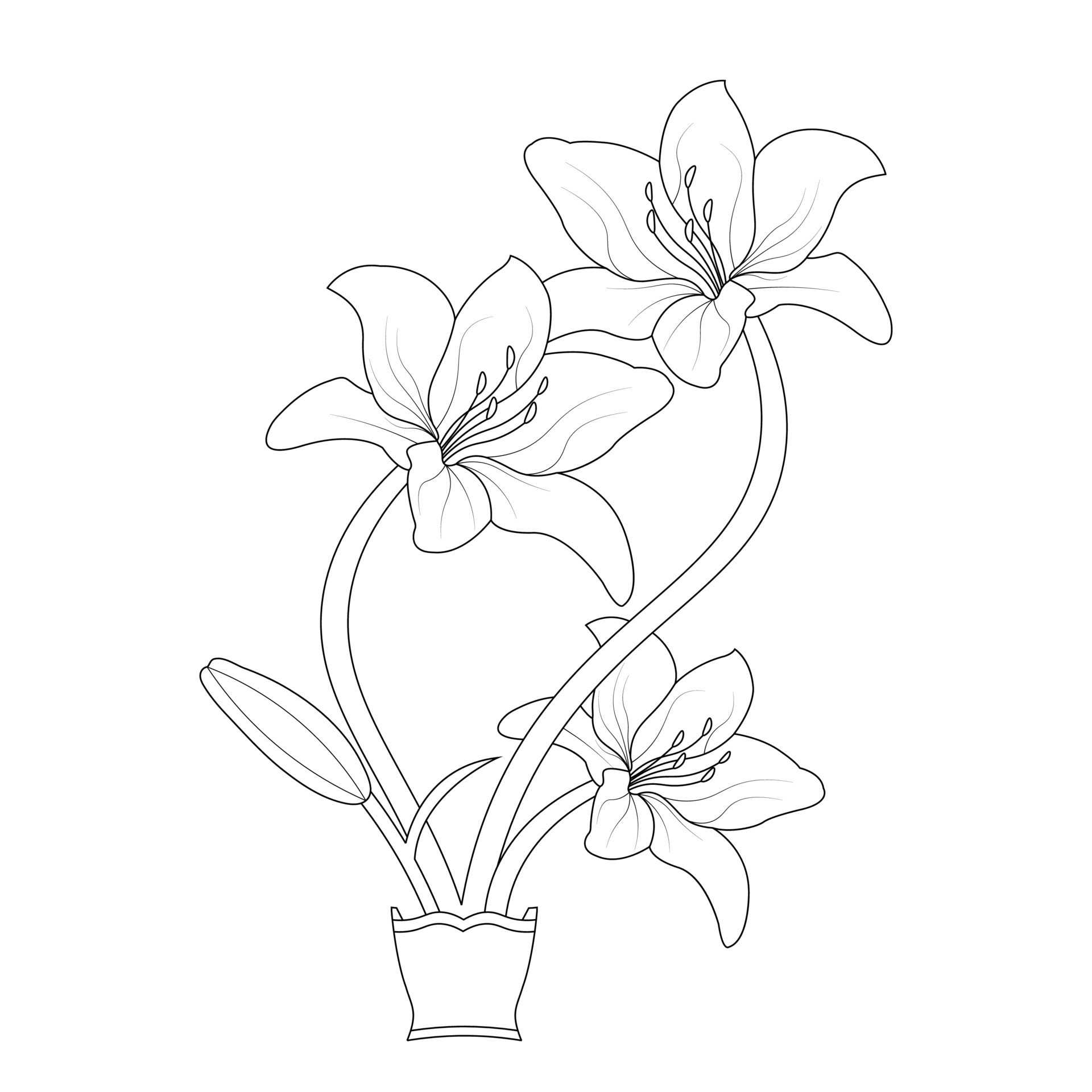 Lily Flower Coloring Page And Book Hand Drawn Line Art Illustration
