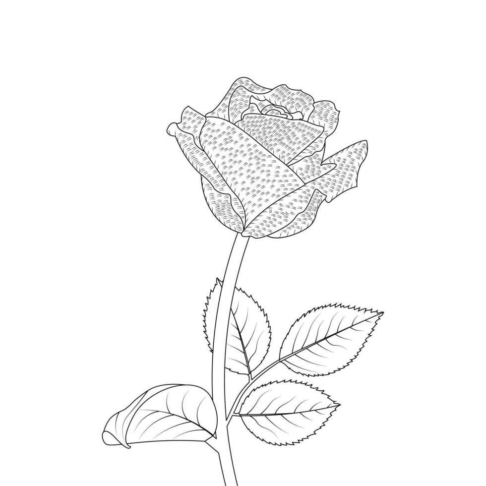 Rose Flower Coloring Page And Book Hand Drawn Line Art Illustration vector