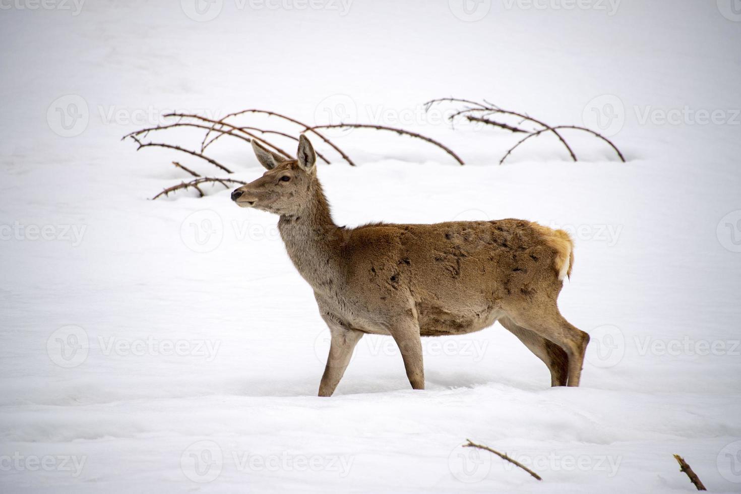 Deer on the snow background in winter photo