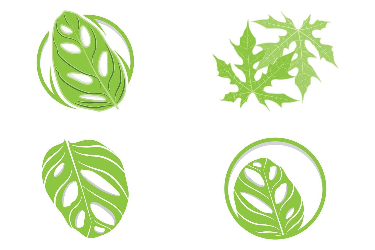 logotipo de hoja de monstera adansonii, vector de planta verde, vector de árbol, ilustración de hoja rara