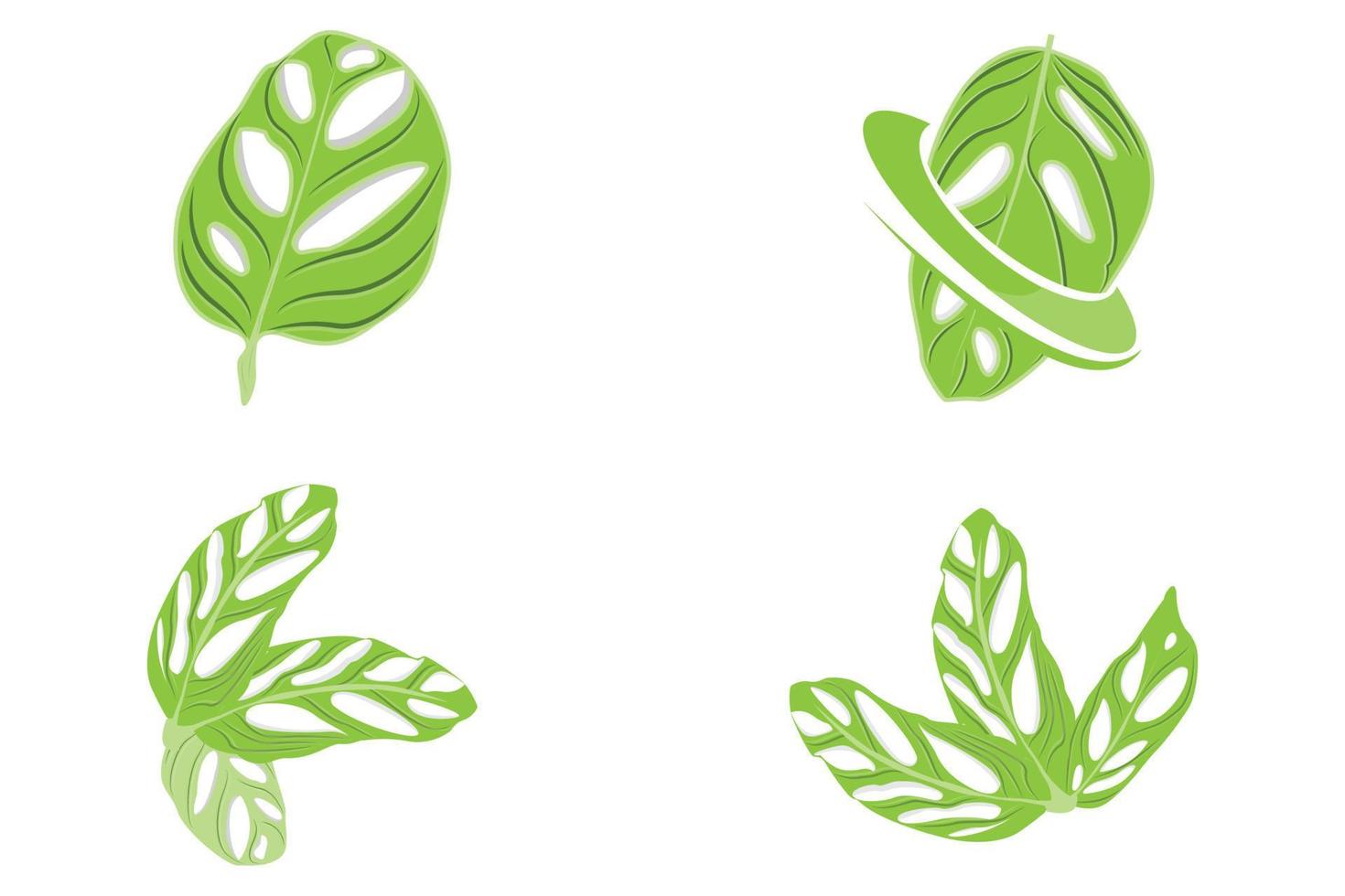 Monstera adansonii Leaf Logo, Green Plant Vector, Tree Vector, Rare Leaf Illustration vector