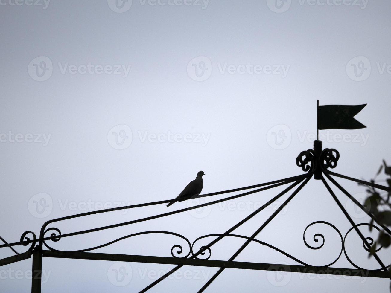 Turtledove in cinque terre liguria photo