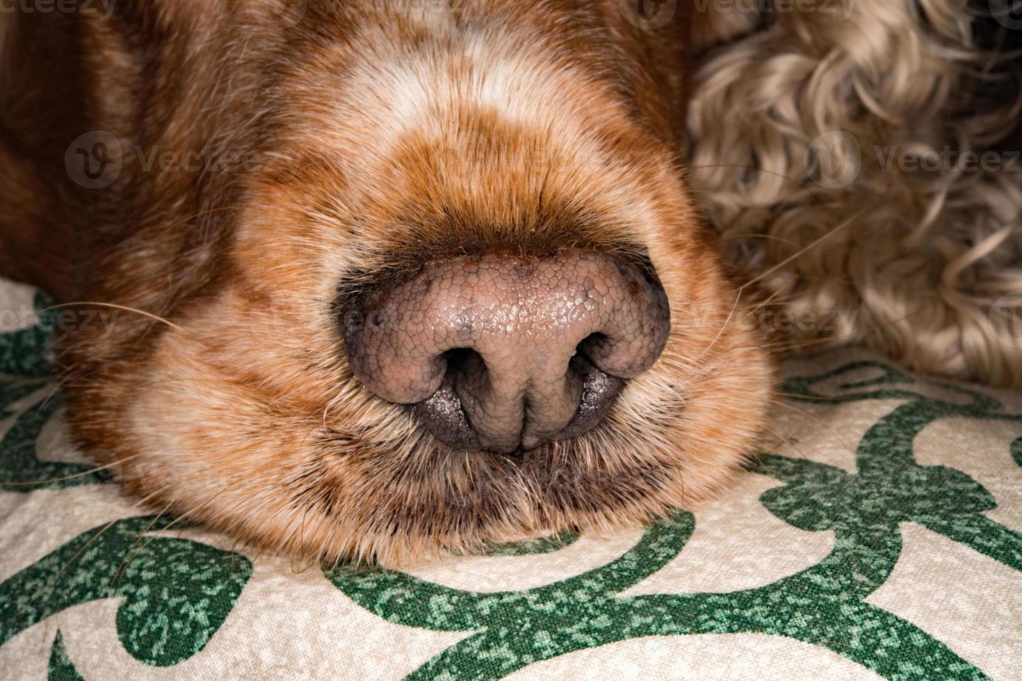 cachorro perro nariz macro detalle cerrar foto