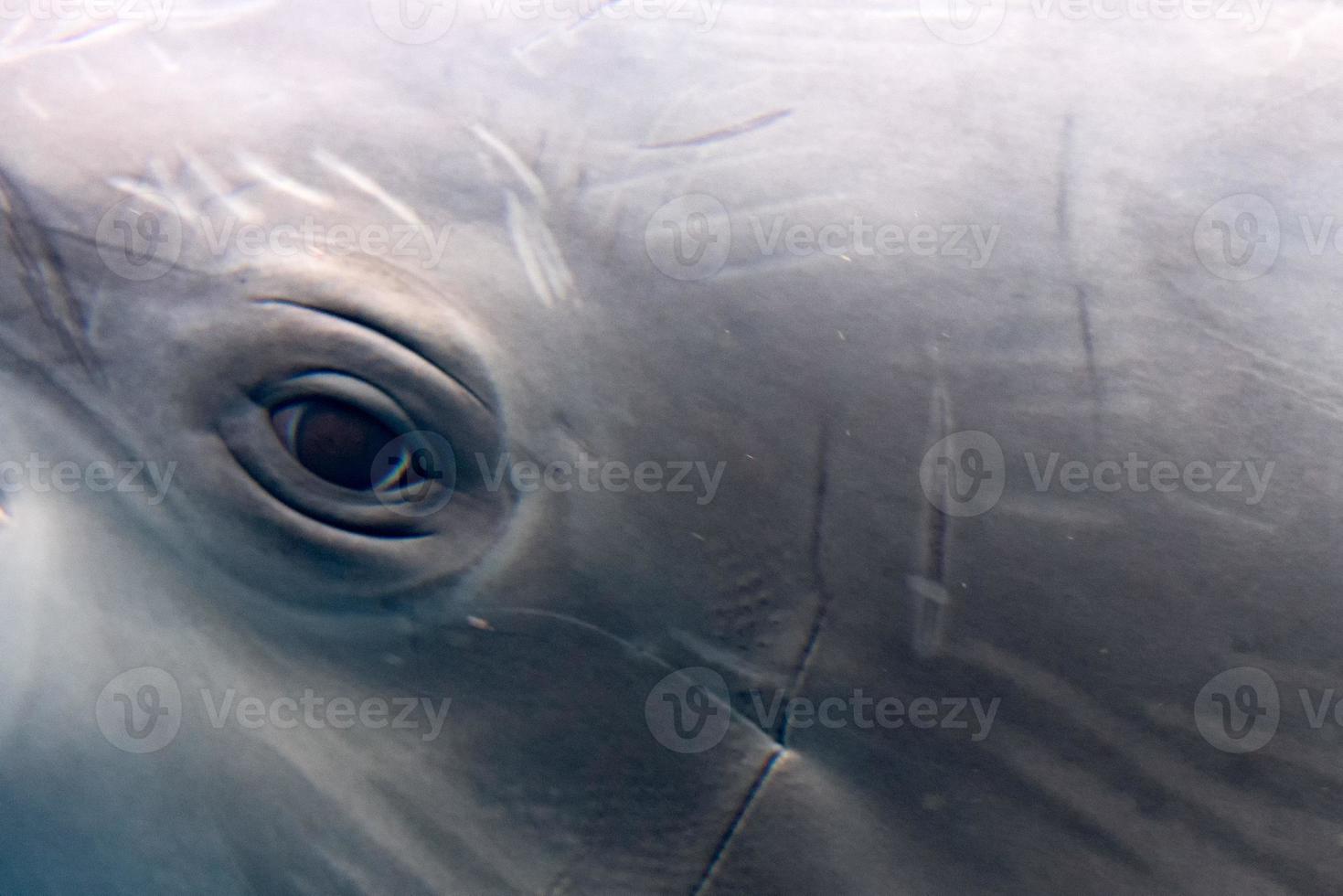 dolphin eye close up portrait macro view underwater photo
