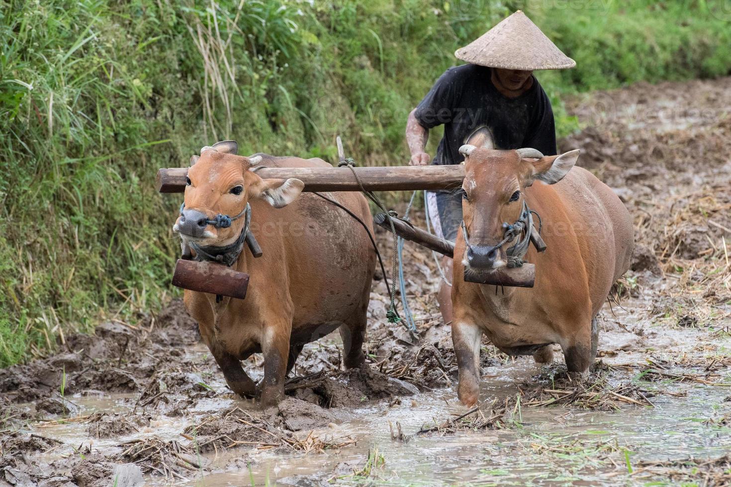 hombre mientras araba un campo de arroz en bali con arado de vaca foto