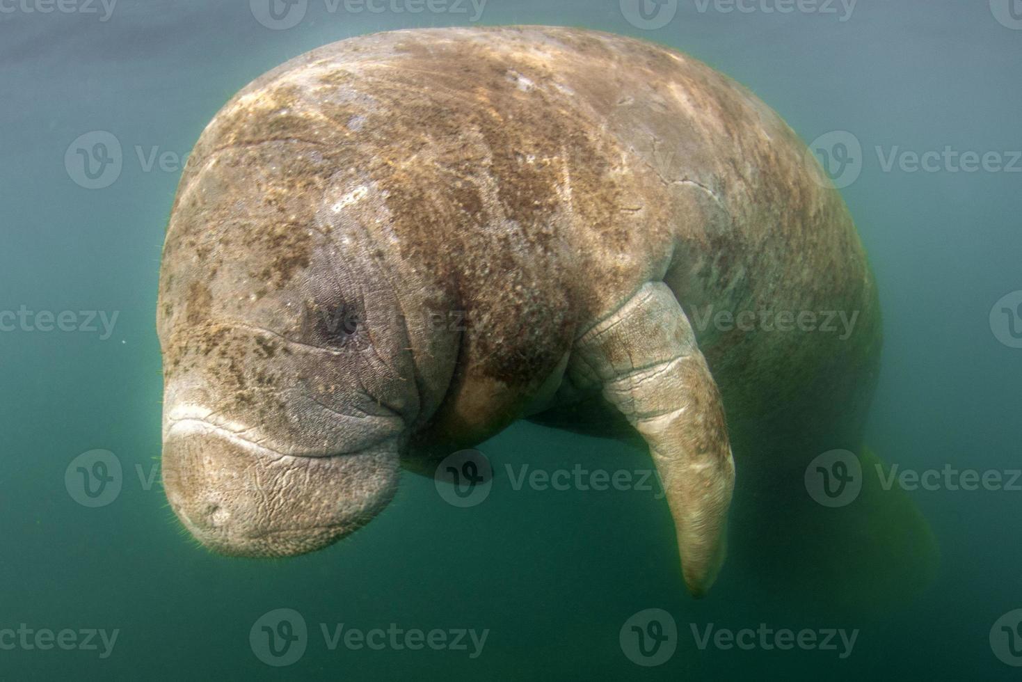 florida manatee close up portrait in crystal river photo