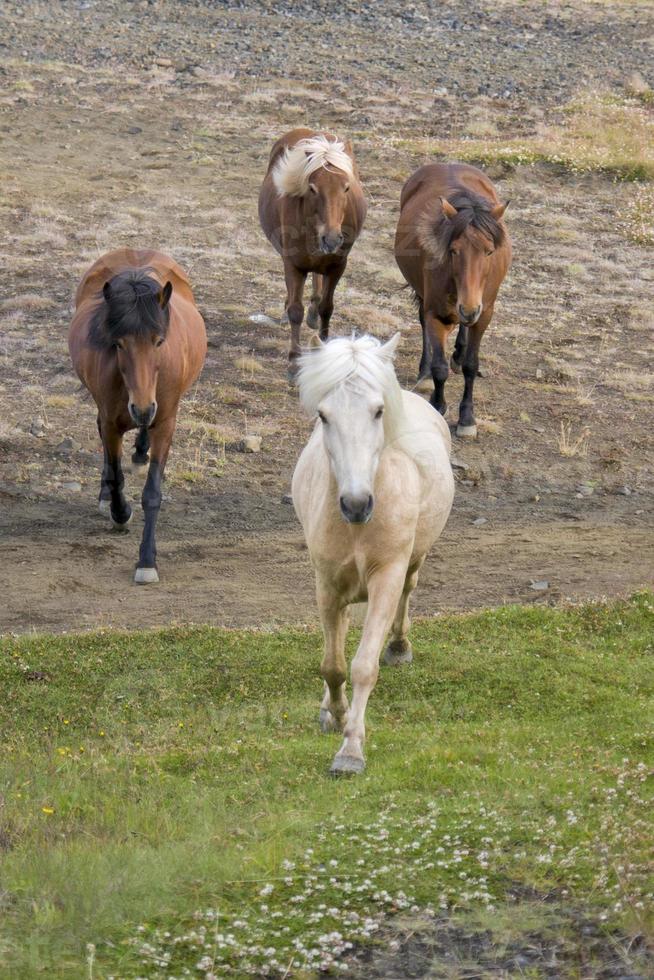 icelandic horse portrait photo