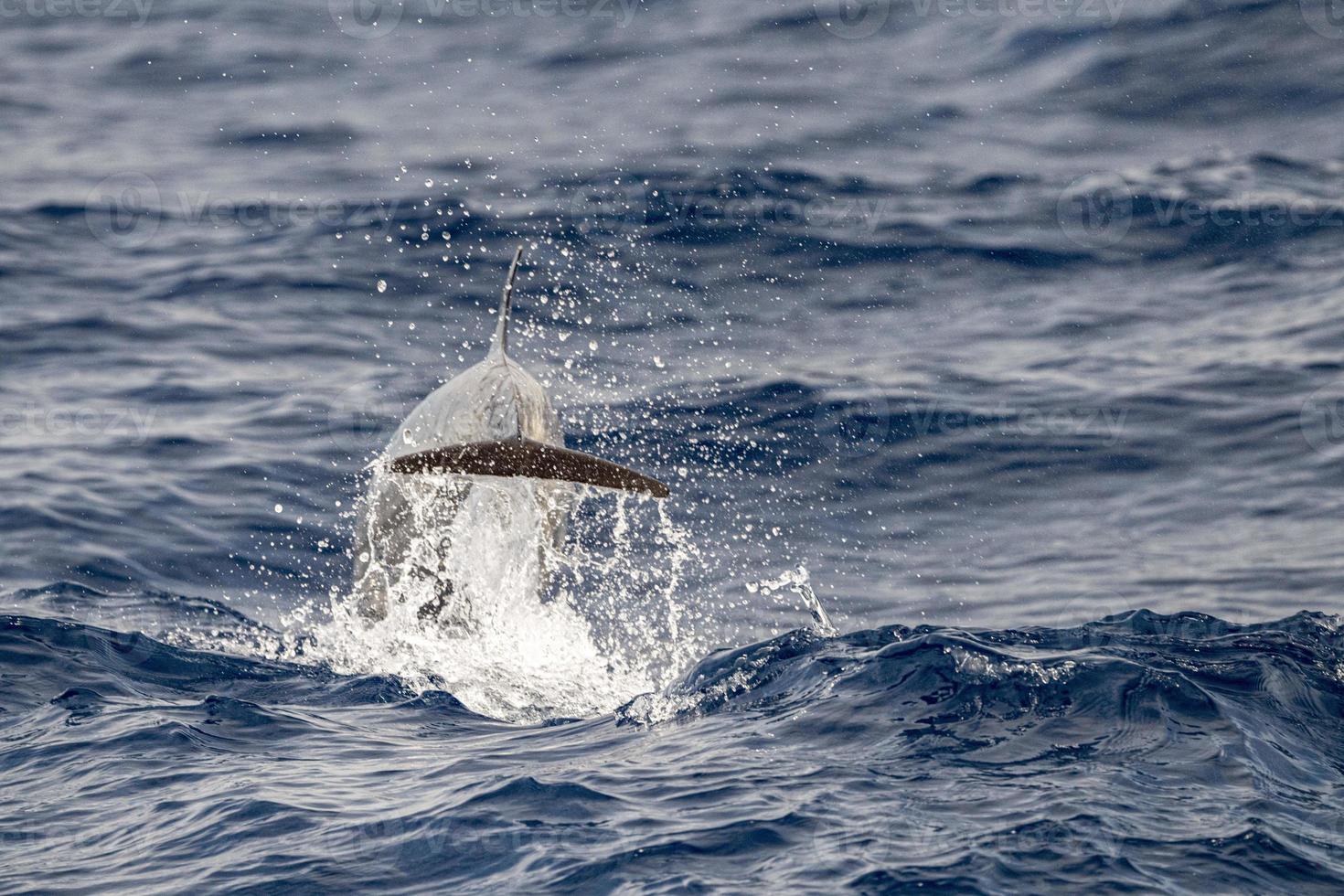 delfín rayado mientras salta en el mar azul profundo foto