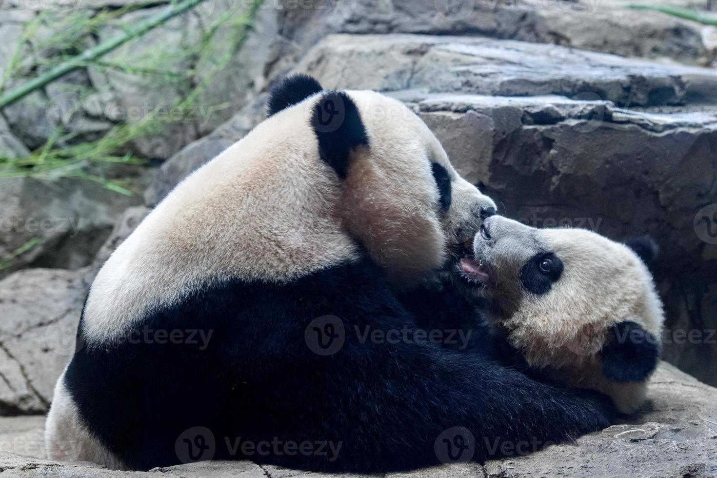 giant panda newborn baby portrait close up photo