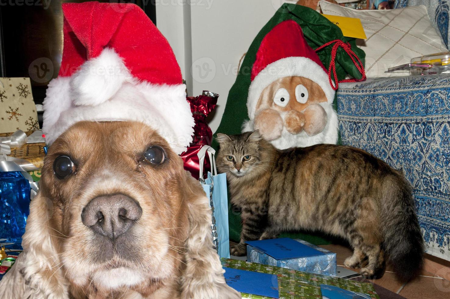 un santa vestido cachorro perro navidad navidad foto