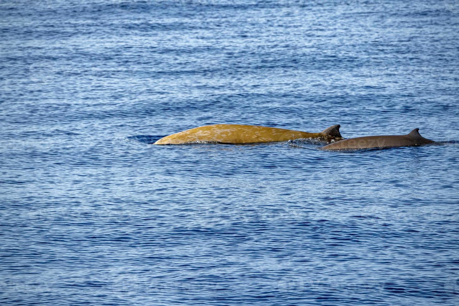 madre y bebé ternero cuvier ganso ballena picuda delfín ziphius cavirostris foto
