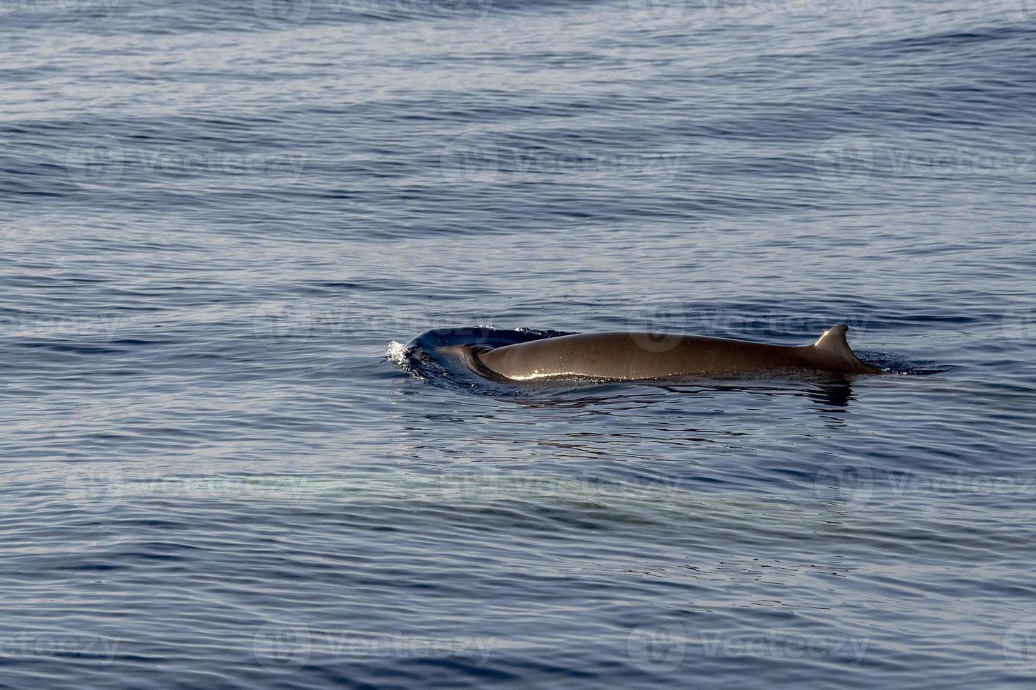 mother and baby calf Cuvier Goose Beaked whale dolphin Ziphius cavirostris photo