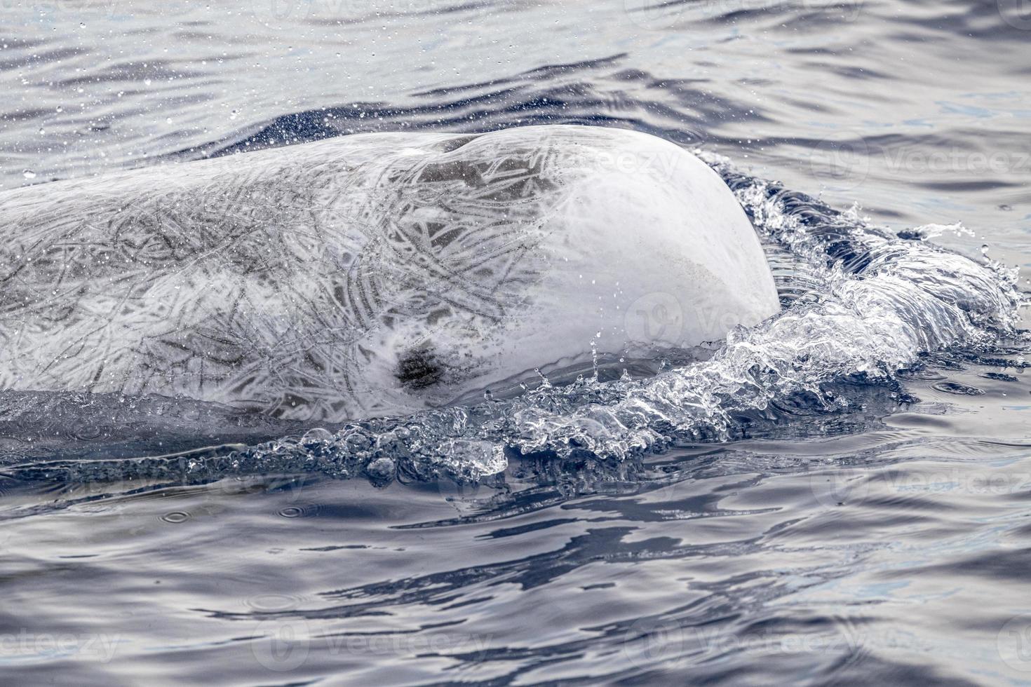 risso delfín grampus en el mediterráneo foto