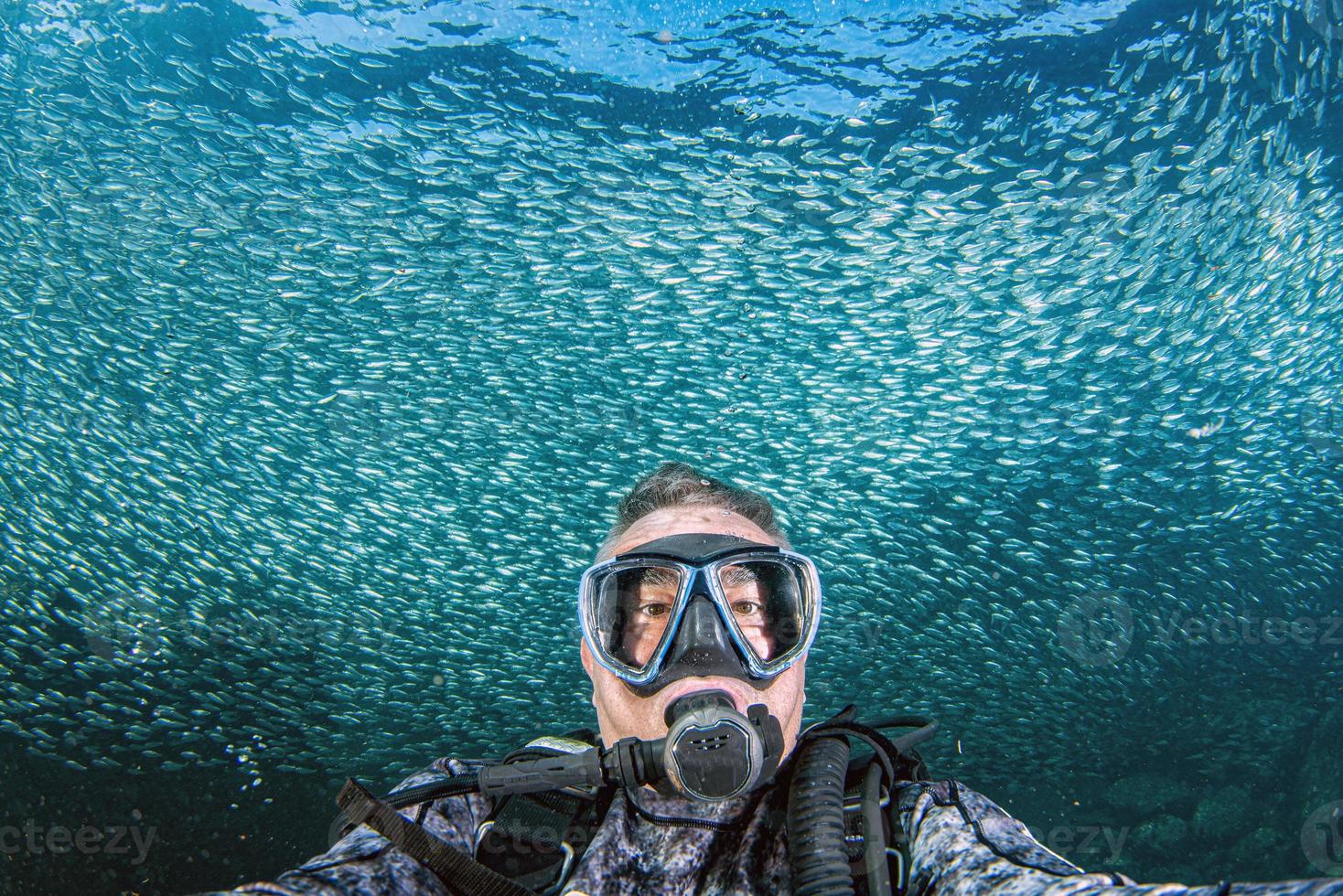 diver inside sardines bait ball fish background photo