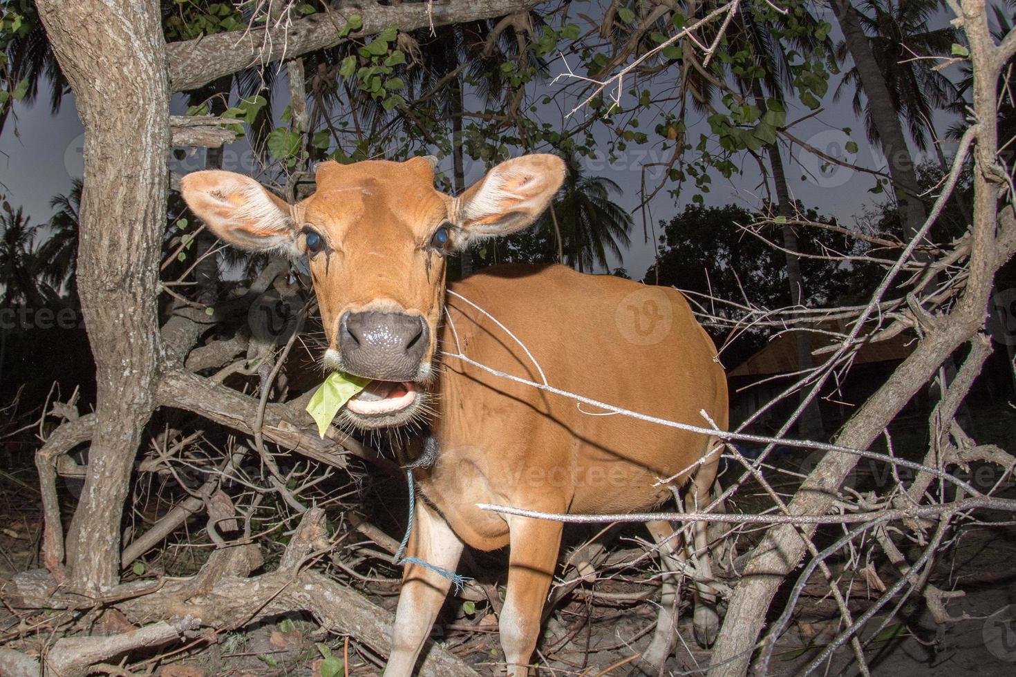 indonesia cow close up portrait look at you photo