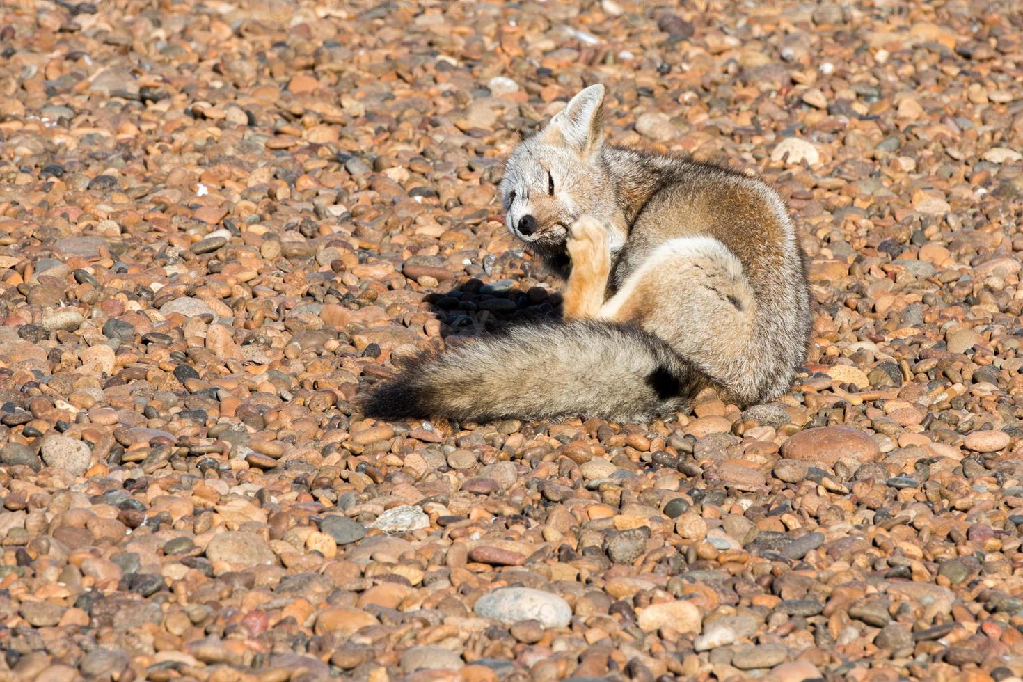 grey fox relaxing on the beach photo