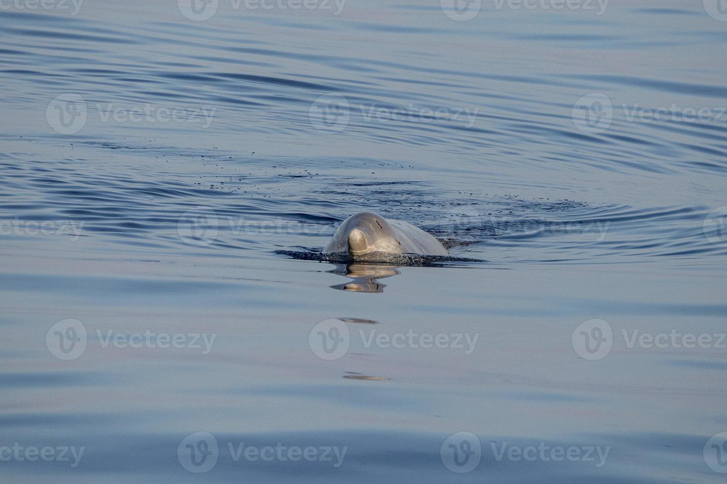 Goose Beaked whale dolphin Ziphius cavirostris coming to you photo