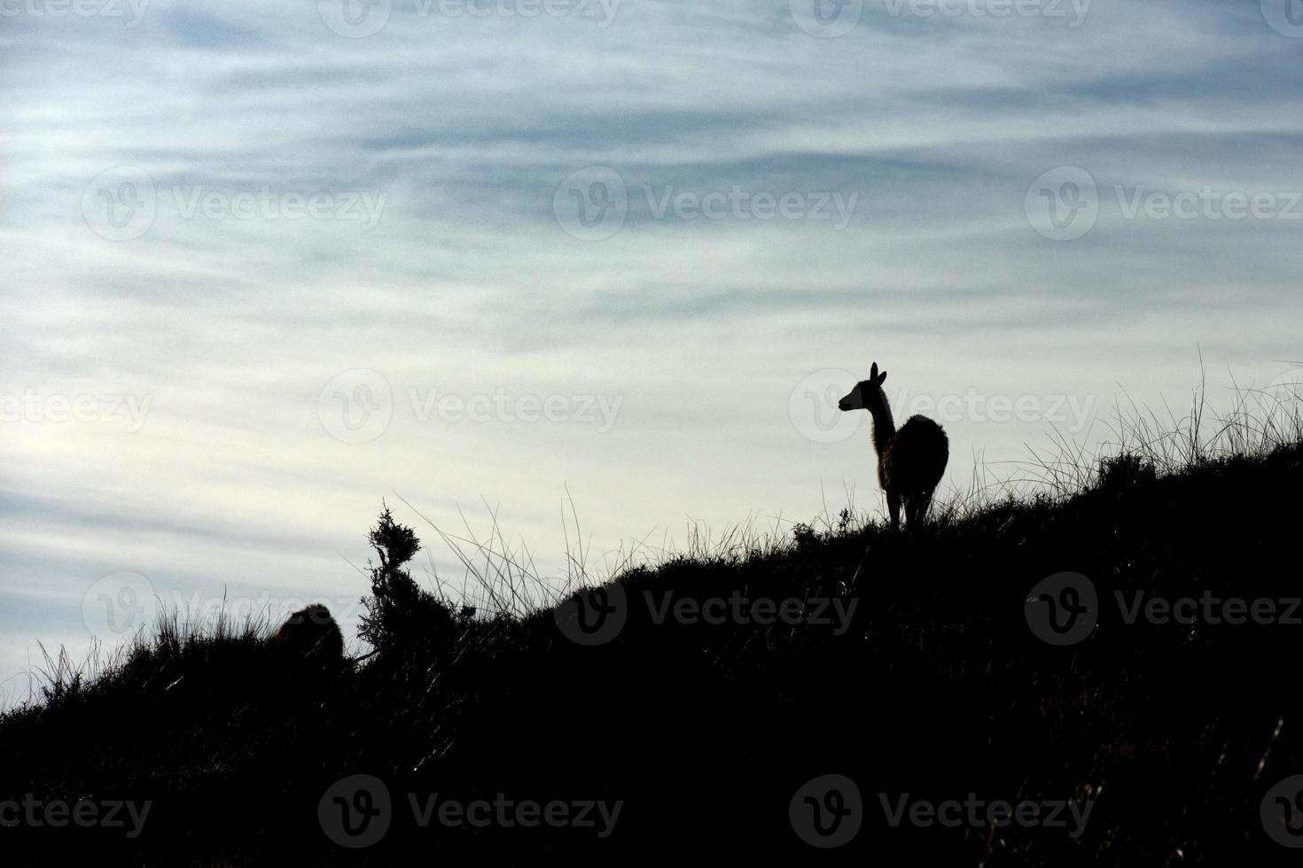 retrato de guanaco en la patagonia argentina foto