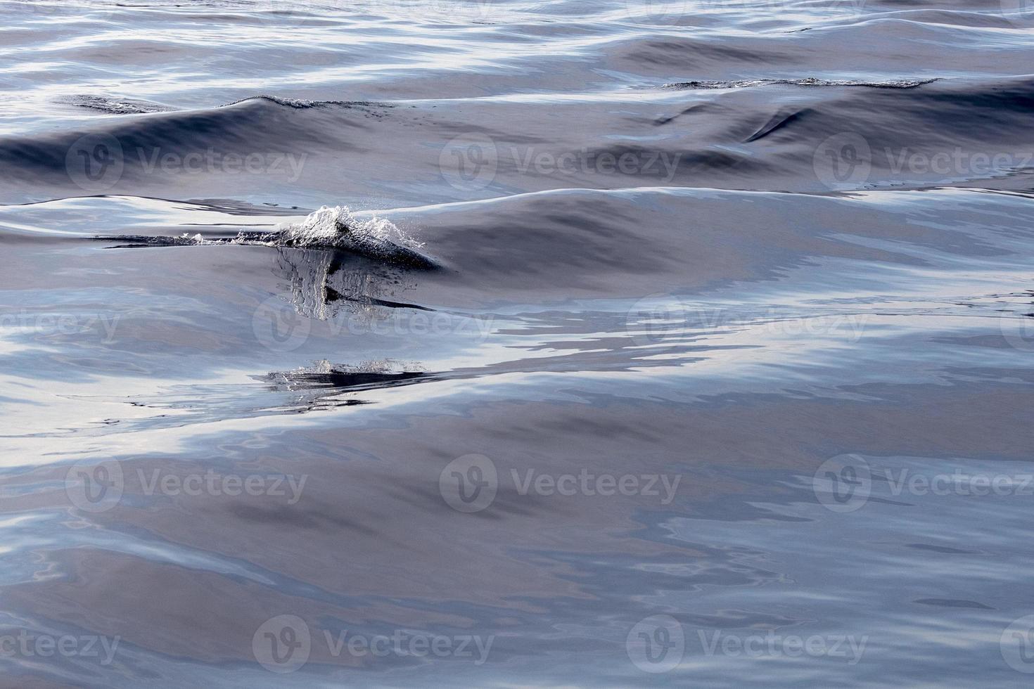 Dolphin fin in the sea at sunset photo