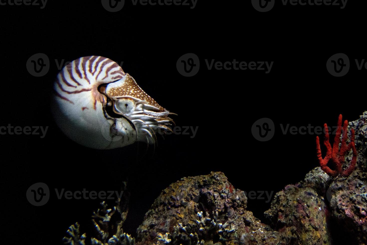nautilus underwater on black background close up photo