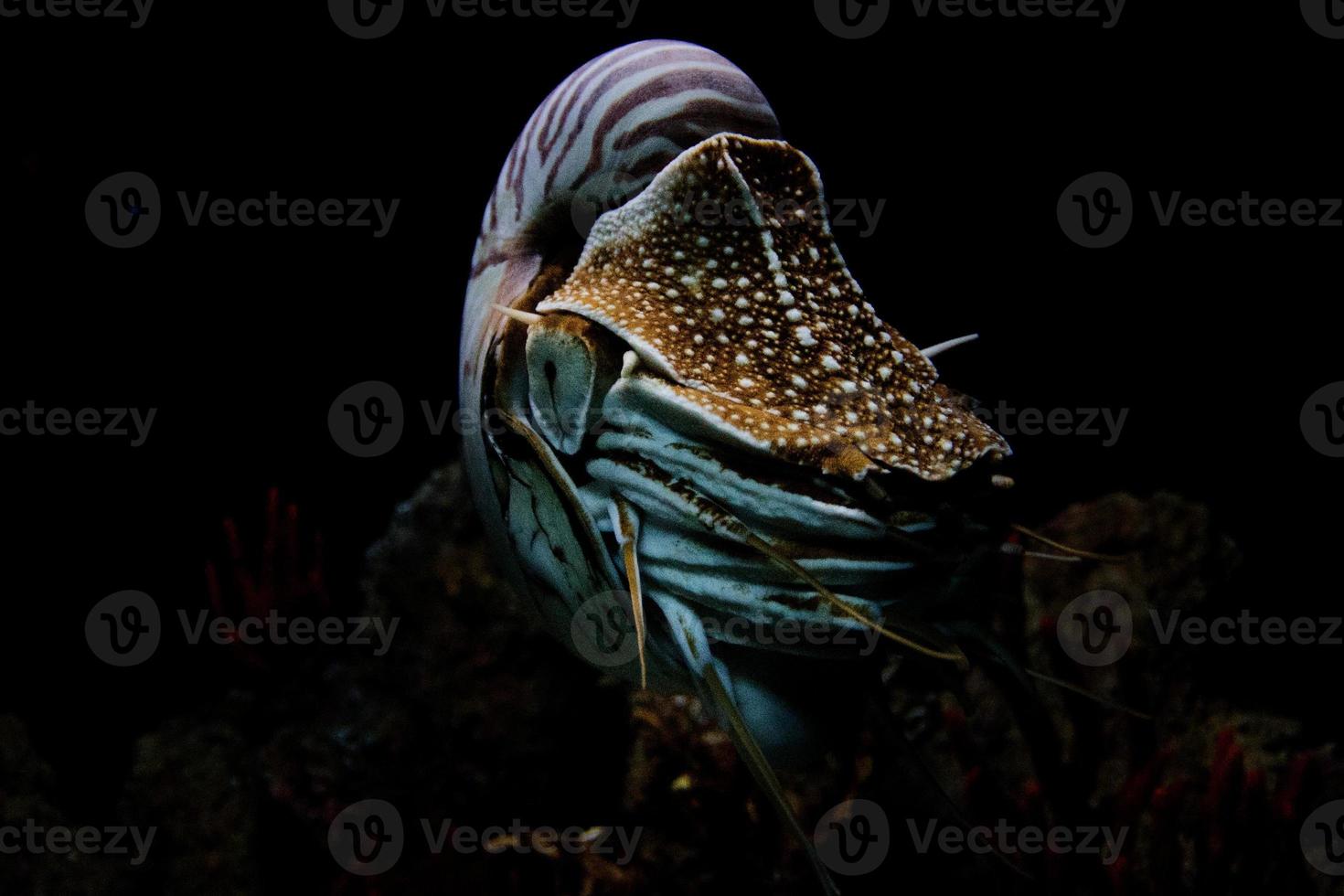 nautilus underwater on black background close up photo