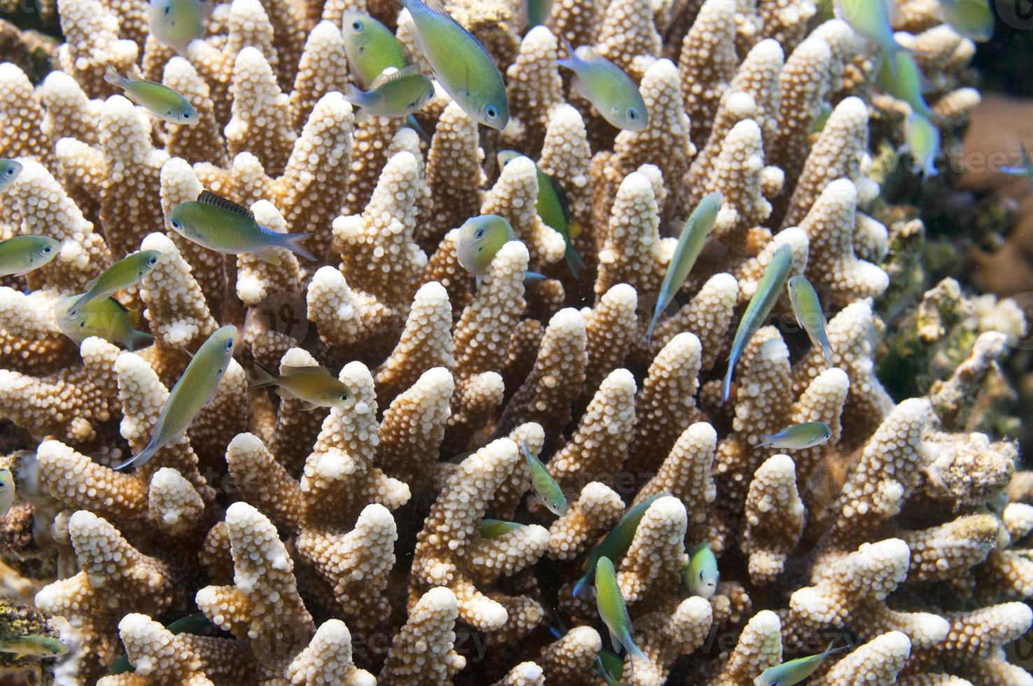 Red Sea corals house for Fishes photo