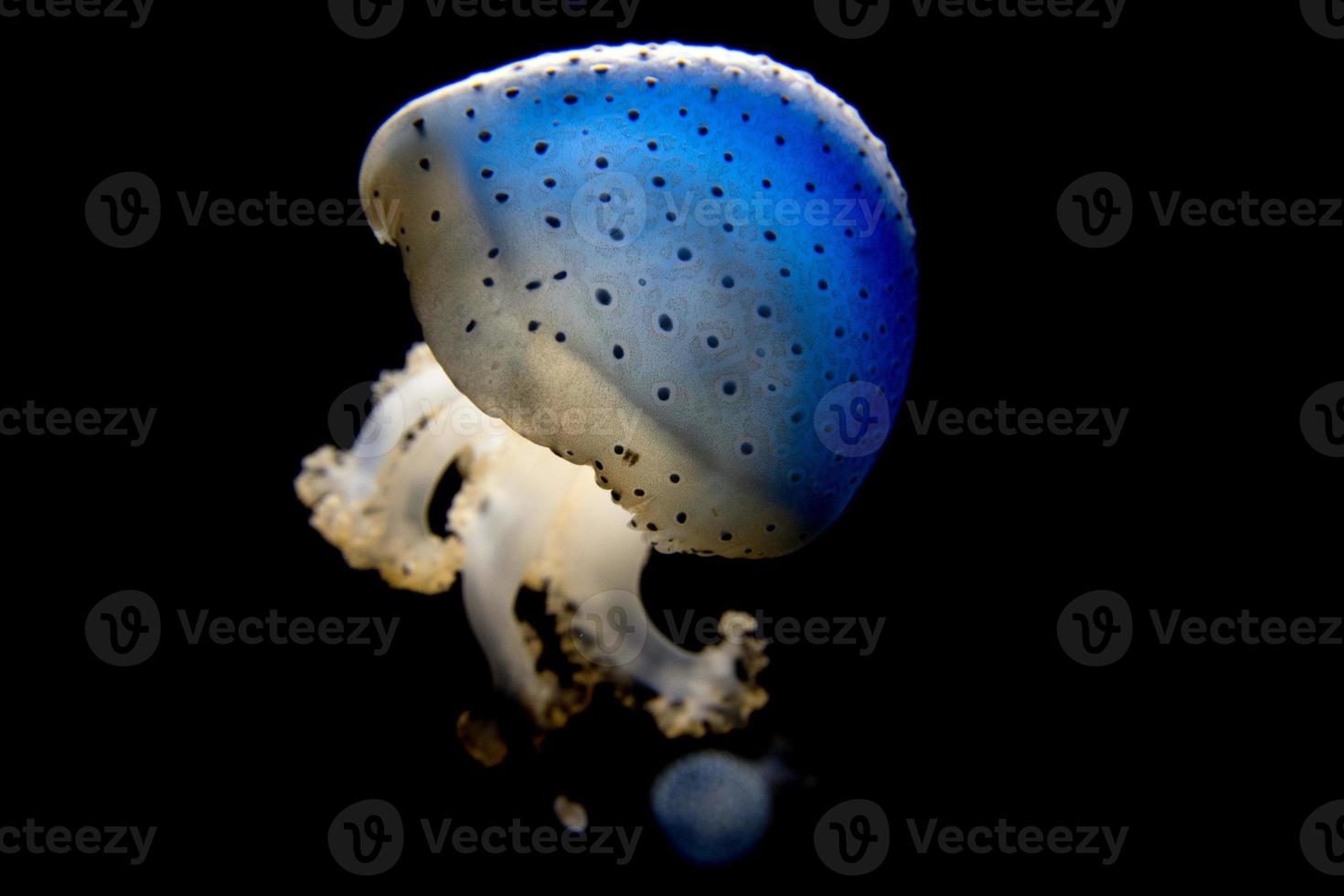 jellyfish isolated on black sea close up detail photo