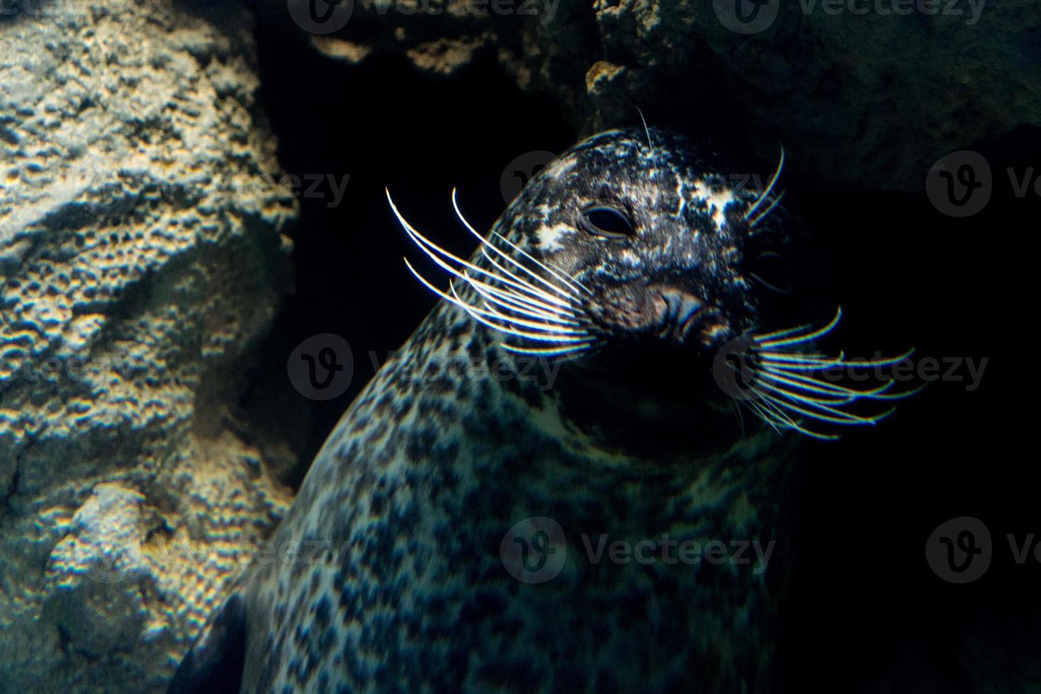 newborn puppy monk grey seal coming to you photo