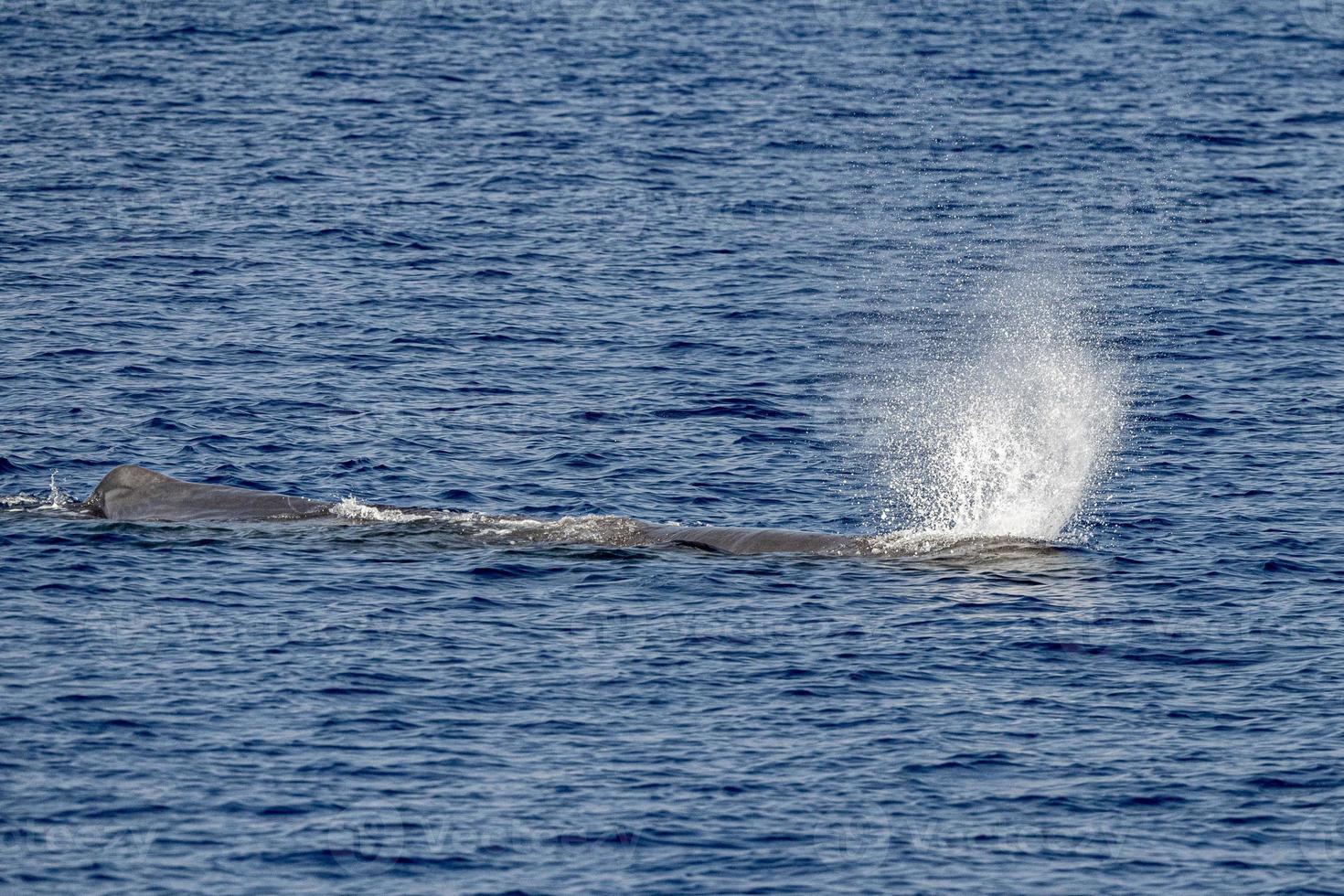 blow of Sperm Whale at sunset while blowing breath photo