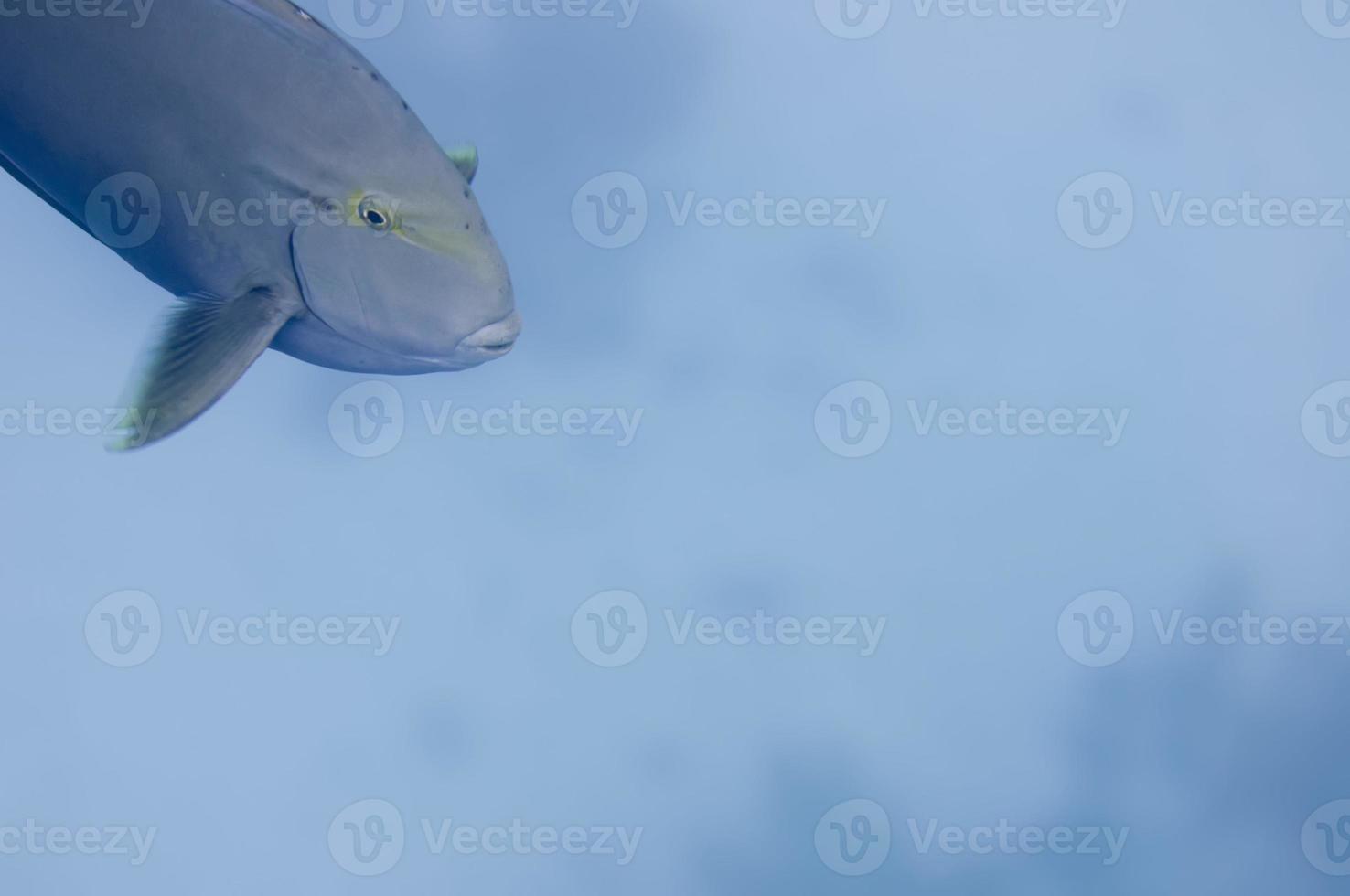 Colorful fish in red sea photo