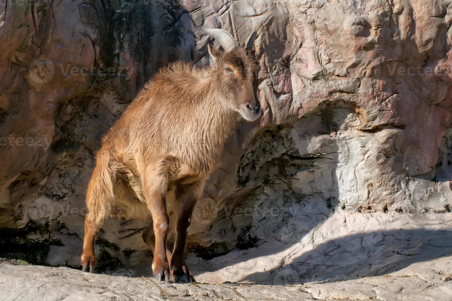 Isolated mountain goat photo