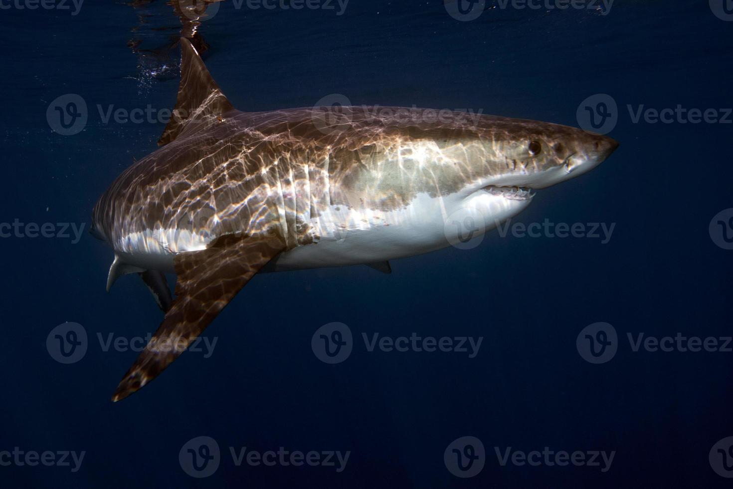 Great White shark ready to attack 20201569 Stock Photo at Vecteezy