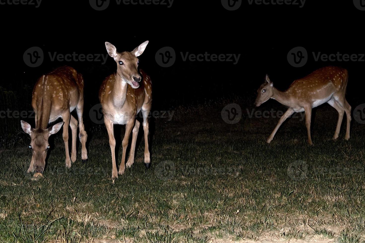 fallow deer at night isolated on black photo