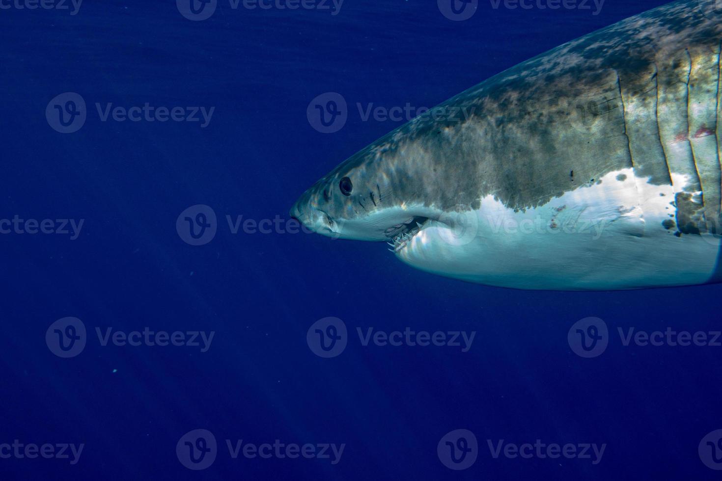 Great White shark ready to attack photo