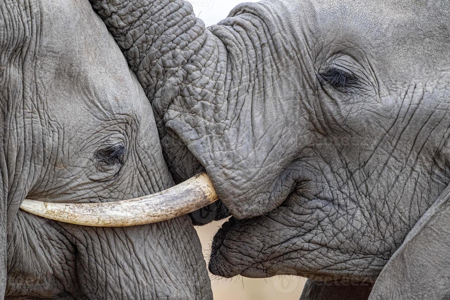 elephant eye close up in kruger park south africa photo