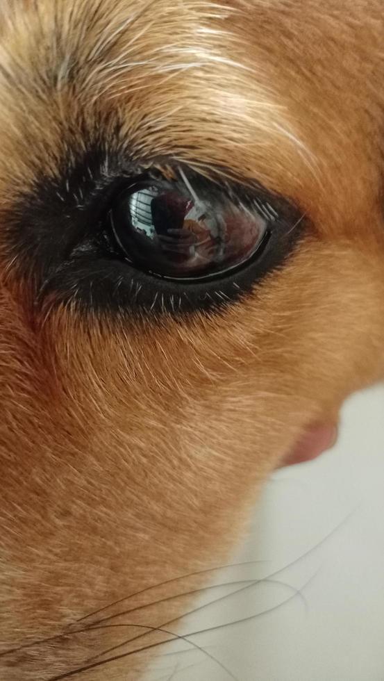 Close up of dog's eye photo