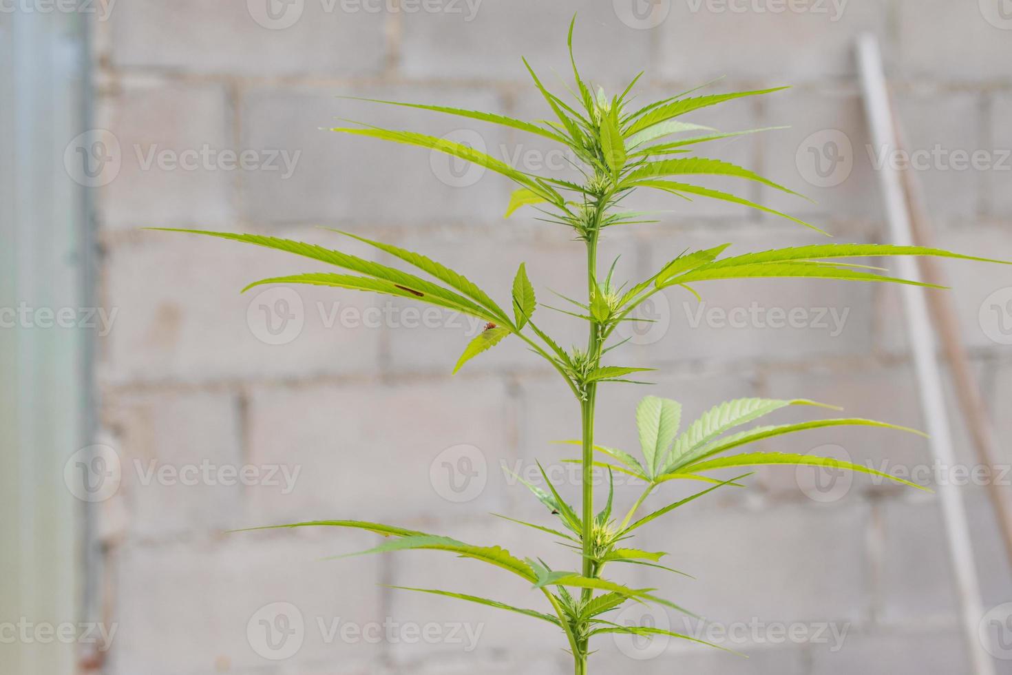 Beautiful background of green cannabis flowers A place for copy space photo
