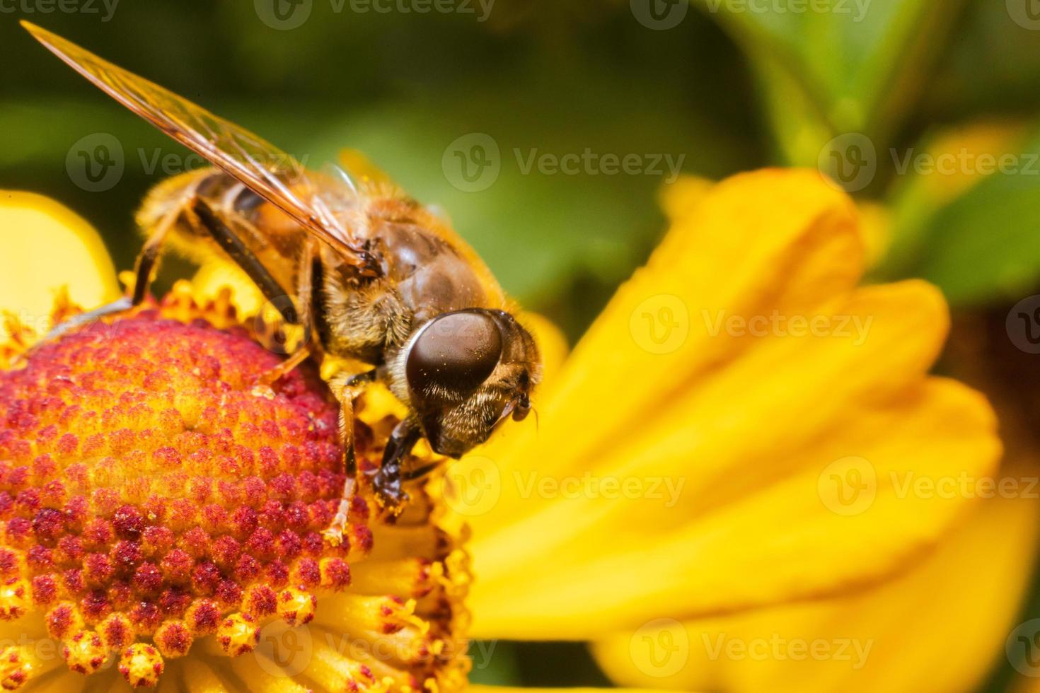 abeja melífera cubierta con néctar de bebida de polen amarillo, flor polinizadora. primavera floral natural inspiradora o fondo de jardín floreciente de verano. vida de los insectos, enfoque selectivo de primer plano macro extremo foto