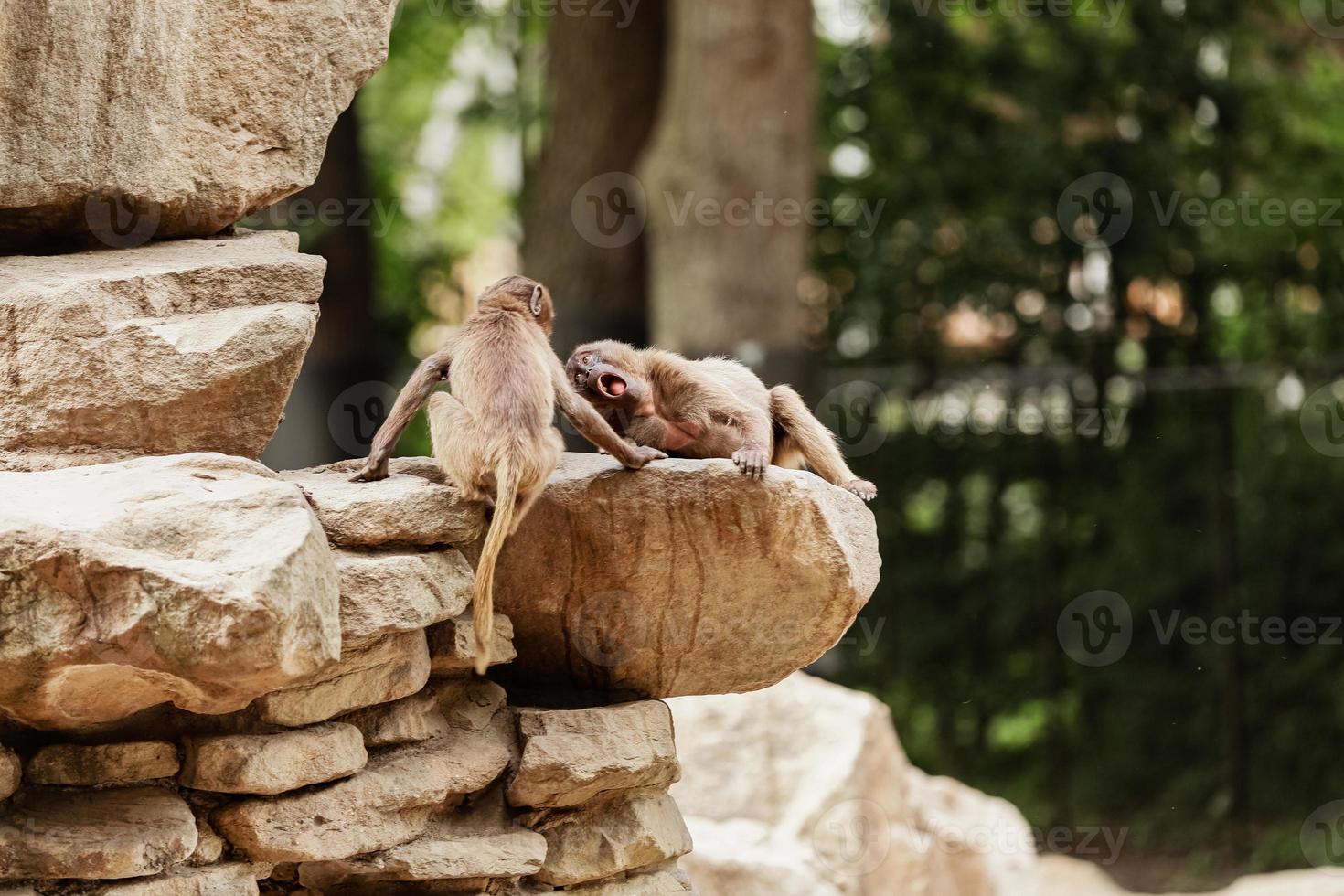 Indian monkey family playing and having fun on the rock. photo