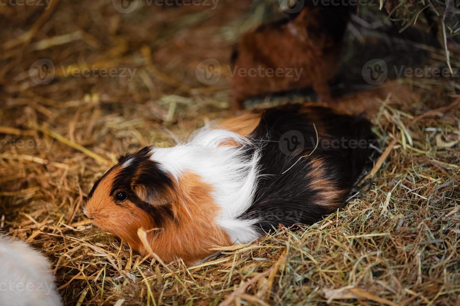 Cute Red and White Guinea Pig on the hay Close-up. Little Pet in its House. photo