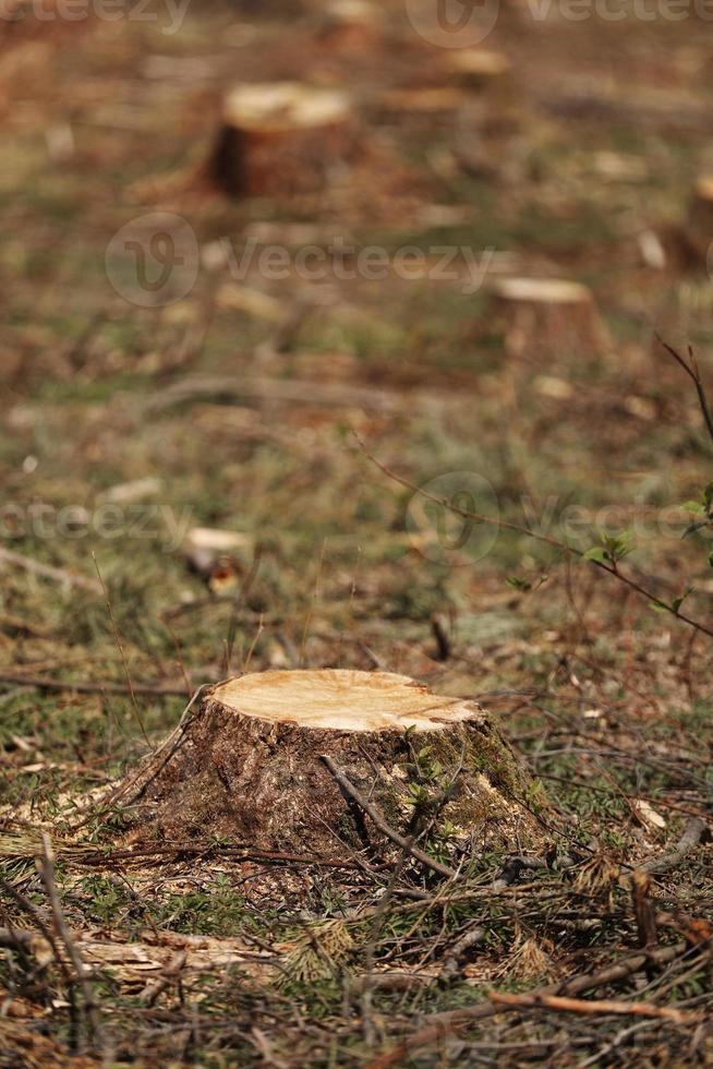 The picture after felling is a lot of stumps of coniferous trees remaining in the ground. stumps after illegal felling. selective focus photo