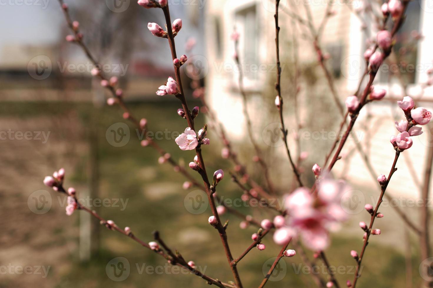 pink cherry blossom on the branch with cherry buttons detail, with the wood in the background photo